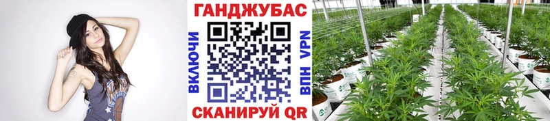 закладки  Афипский  Канабис индика 
